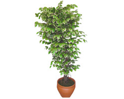 Ficus zel Starlight 1,75 cm   Adana iek siparii cicek , cicekci 