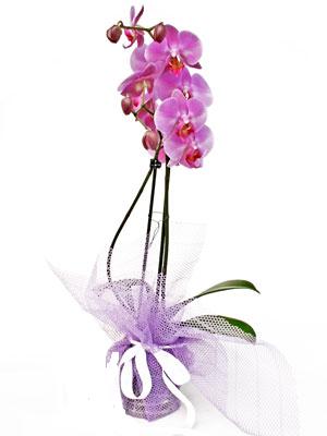  Adana iek siparii anneler gn iek yolla  Kaliteli ithal saksida orkide