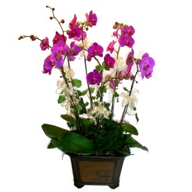  Adana iek siparii cicek , cicekci  4 adet orkide iegi
