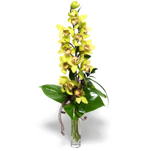 Adana iek yolla nternetten iek siparii  cam vazo ierisinde tek dal canli orkide