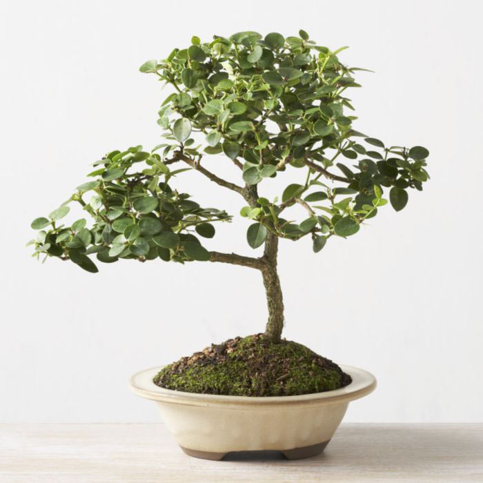 ithal bonsai saksi iegi  Adana iek siparii iek online iek siparii 