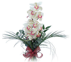  Adana iek gnder iek siparii sitesi  Dal orkide ithal iyi kalite