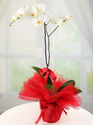 1 dal beyaz orkide saks iei  Adana iek siparii yurtii ve yurtd iek siparii 