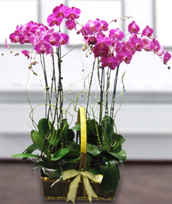 4 dall mor orkide  Adana iek siparii gvenli kaliteli hzl iek 