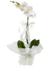 1 dal beyaz orkide iei  Adana iek siparii iek siparii vermek 
