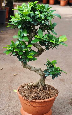 Orta boy bonsai saks bitkisi  Adana iek siparii internetten iek siparii 