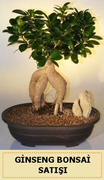 thal Ginseng bonsai sat japon aac  Adana iek gnder iek siparii sitesi 
