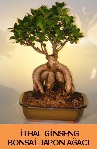 thal japon aac ginseng bonsai sat  Adana iek yolla nternetten iek siparii 