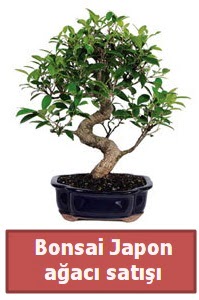 Japon aac bonsai sat  Adana iek gnder iek siparii sitesi 