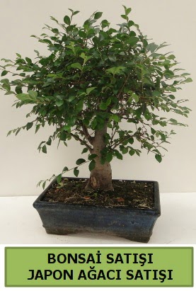 Minyatr bonsai japon aac sat  Adana iek yolla iek gnderme sitemiz gvenlidir 