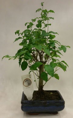 Minyatr bonsai japon aac sat  Adana iek yolla ieki telefonlar 
