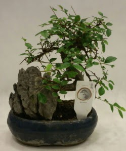 thal 1.ci kalite bonsai japon aac  Adana iek yolla iek sat 