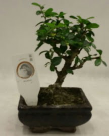 Kk minyatr bonsai japon aac  Adana iek yolla iek gnderme 