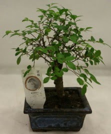 Minyatr ithal japon aac bonsai bitkisi  Adana iek yolla iek sat 