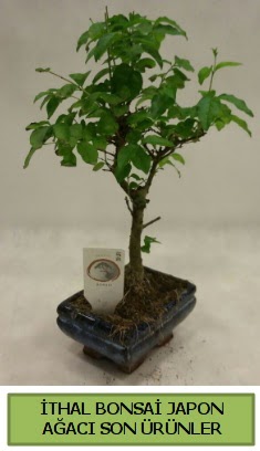 thal bonsai japon aac bitkisi  Adana iek siparii hediye sevgilime hediye iek 