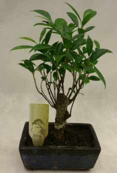 Japon aac bonsai bitkisi sat  Adana iek yolla ieki telefonlar 