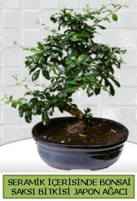 Seramik vazoda bonsai japon aac bitkisi  Adana iek gnder iek siparii sitesi 
