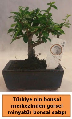 Japon aac bonsai sat ithal grsel  Adana iek yolla iek yolla 