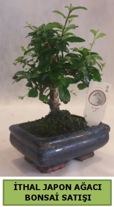 thal japon aac bonsai bitkisi sat  Adana iek yolla ieki telefonlar 