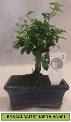 Minyatr bonsai aac sat  Adana iek yolla iek gnderme 