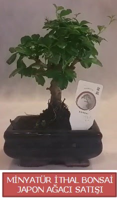 Kk grsel bonsai japon aac bitkisi  Adana iek gnder iek , ieki , iekilik 