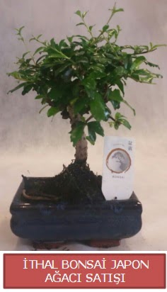 thal kk boy minyatr bonsai aa bitkisi  Adana iek yolla ieki telefonlar 
