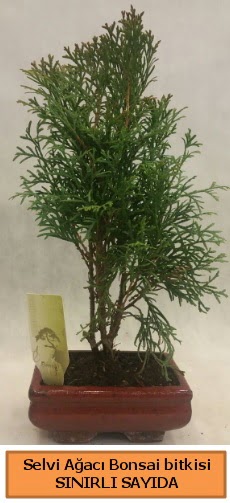 Selvi aac bonsai japon aac bitkisi  Adana iek yolla iek sat 