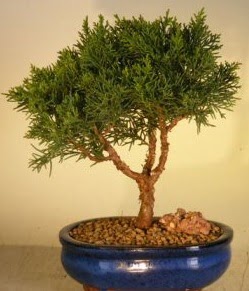 Servi am bonsai japon aac bitkisi  Adana iek yolla iek yolla 