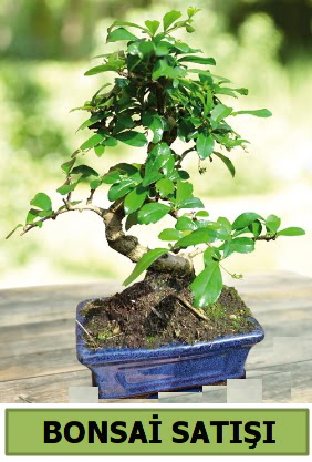 am bonsai japon aac sat  Adana iek yolla iek sat 