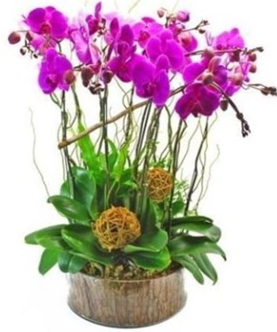 Ahap ktkte lila mor orkide 8 li  Adana iek gnder internetten iek sat 