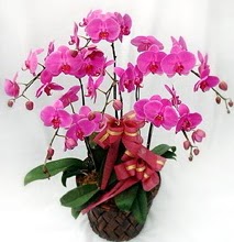 Sepet ierisinde 5 dall lila orkide  Adana iek gnder ucuz iek gnder 