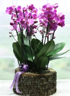 Ktk ierisinde 6 dall mor orkide  Adana iek gnder ucuz iek gnder 