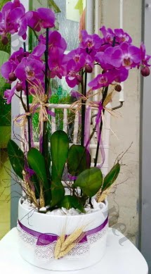 Seramik vazoda 4 dall mor lila orkide  Adana iek siparii online iek gnderme sipari 