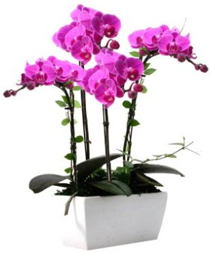 Seramik vazo ierisinde 4 dall mor orkide  Adana iek yolla iek sat 