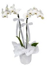 2 dall beyaz orkide  Adana iek siparii gvenli kaliteli hzl iek 