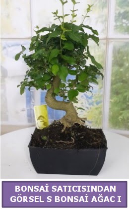 S dal erilii bonsai japon aac  Adana iek yolla iek sat 