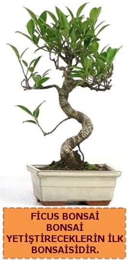 Ficus bonsai 15 ile 25 cm arasndadr  Adana iek yolla iek yolla 