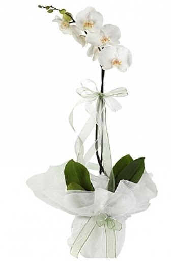Tekli Beyaz Orkide  Adana iek gnder hediye iek yolla 