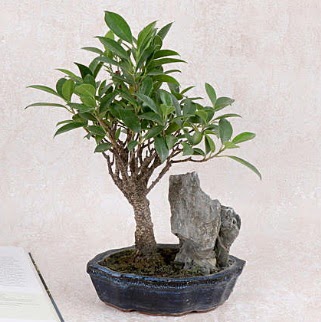 Japon aac Evergreen Ficus Bonsai  Adana iek yolla iek gnderme sitemiz gvenlidir 