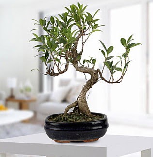 Gorgeous Ficus S shaped japon bonsai  Adana iek siparii yurtii ve yurtd iek siparii 