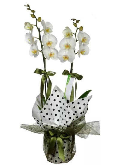 ift Dall Beyaz Orkide  Adana iek siparii 14 ubat sevgililer gn iek 