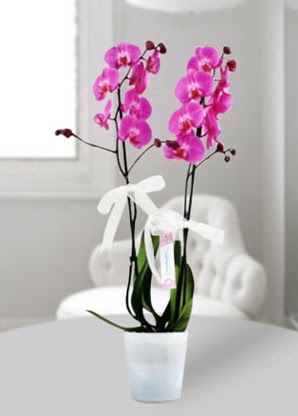 Çift dallı mor orkide  Adana çiçek siparişi çiçekçiler 
