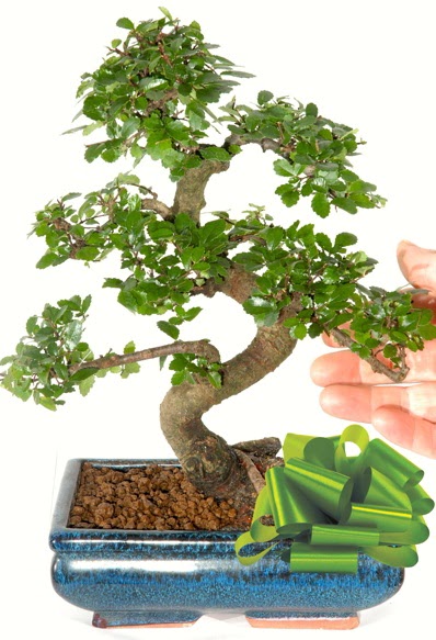 Yaklak 25 cm boyutlarnda S bonsai  Adana iek gnder iek siparii sitesi 