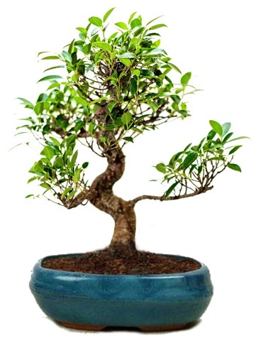 25 cm ile 30 cm aralığında Ficus S bonsai  Adana çiçek yolla çiçek gönderme sitemiz güvenlidir 