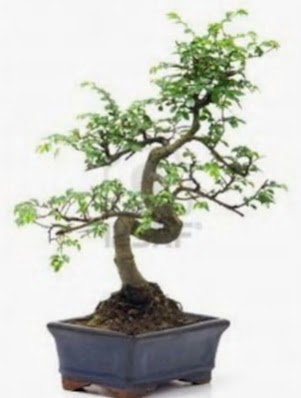 S gvde bonsai minyatr aa japon aac  Adana iek yolla iek sat 