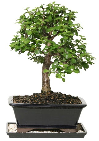 15 cm civar Zerkova bonsai bitkisi  Adana iek gnder iek siparii sitesi 