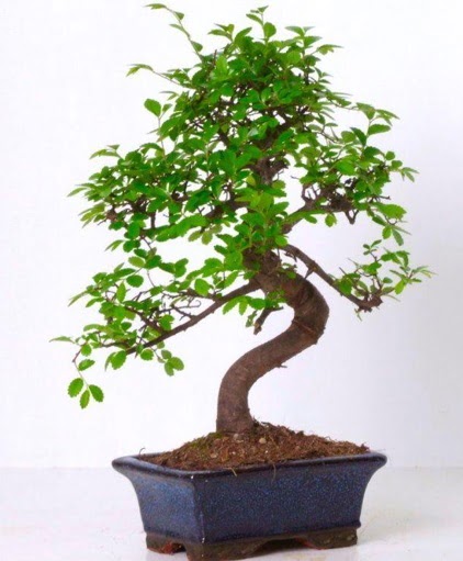 S gvdeli bonsai minyatr aa japon aac  Adana iek yolla iek gnderme sitemiz gvenlidir 