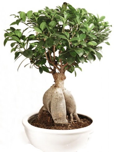 Ginseng bonsai japon aac ficus ginseng  Adana iek yolla nternetten iek siparii 