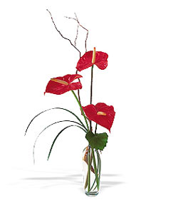  Adana çiçek gönder çiçek siparişi sitesi  cam yada mika Vazoda 3 adet  antoryum