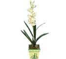 Özel Yapay Orkide Beyaz   Adana çiçek siparişi online çiçekçi , çiçek siparişi 
